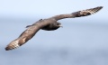Pomarine Jaeger